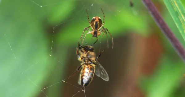Europäische Honigbiene Apis Mellifera Erwachsene Gefangen Auf Der Seide Des — Stockfoto