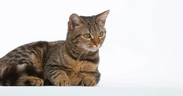 Brown Tabby Domestic Cat White Background — Stock Photo, Image