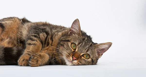Brown Tabby Pisică Internă Fundal Alb — Fotografie, imagine de stoc