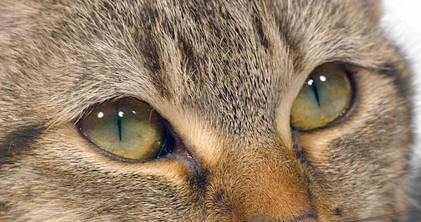 Brown Tabby Domácí Kočka Bílém Pozadí Zblízka Očí — Stock fotografie