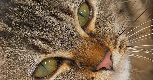 Brown Tabby Domestic Cat Белом Фоне Крупным Планом Глаз — стоковое фото