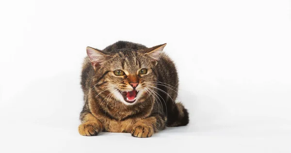 Brown Tabby Domestic Cat Female Meowing White Background — Stock Photo, Image