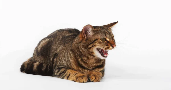 Brown Tabby Domestic Cat Female Meowing White Background — Stock Photo, Image