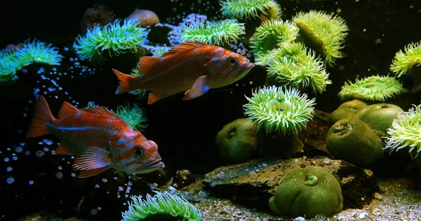 Canary Rockfish Sebastes Pinniger Aquário Água Mar — Fotografia de Stock
