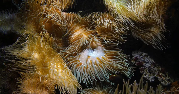 Sea Anemone Sea Anemone Sea Anemone — Stock Photo, Image