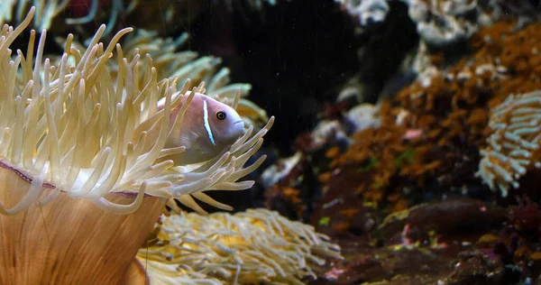 Anemonefish Rosa Perideraion Amphiprion Estando Perto Anemone — Fotografia de Stock