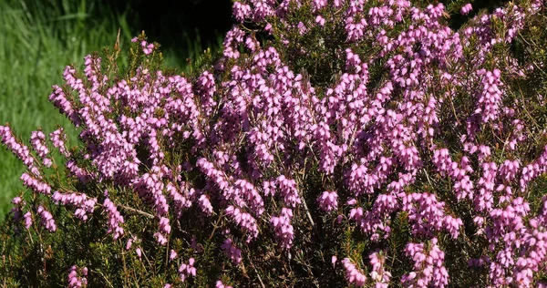 Blooming Heather Normandy France — Stock Photo, Image