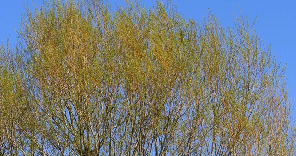 Saule Pollard Salix Alba Vent Dans Les Feuilles Normandie — Photo