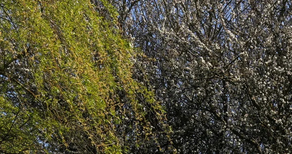 Pollard Willow Salix Alba Wiatr Liściach Normandia — Zdjęcie stockowe
