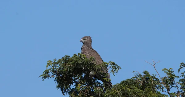 Martial Eagle Polemaetus Bellicosus Kenya Daki Masai Mara Parkı Ağacın — Stok fotoğraf