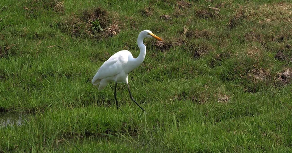 Great White Egret Egretta Alba Adult Standing Swamp Nairobi Park — Stock fotografie