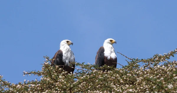 非洲鱼鹰 Haliaeetus Vocifer Pair Singing Top Tree Naivasha Lake Kenya — 图库照片