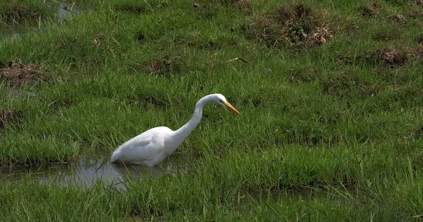 Büyük Beyaz Akbalıkçıl, Egretta Alba, Bataklıkta Yetişkin Duruşu, Kenya Nairobi Parkı