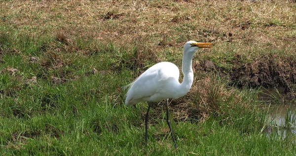 Great White Egret Egretta Alba Vuxenstående Träsk Nairobi Park Kenya — Stockfoto