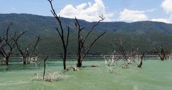 Blue-green Algae, spirulina sp., Food for Flamingoes, this Algae contains pigments that give them their natural pink colour, Bogoria Lake in Kenya