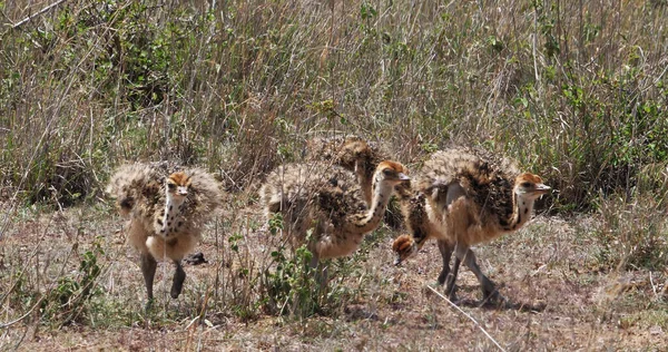 Autruche Struthio Camelus Poussins Marchant Travers Savannah Parc National Nairobi — Photo