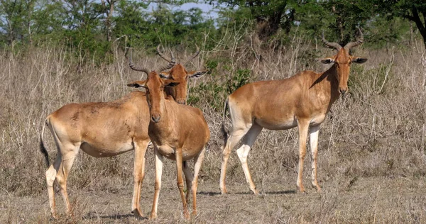 Hartebeest Alcelaphus Buselaphus Rebaño Pie Savanna Masai Mara Park Kenia — Foto de Stock