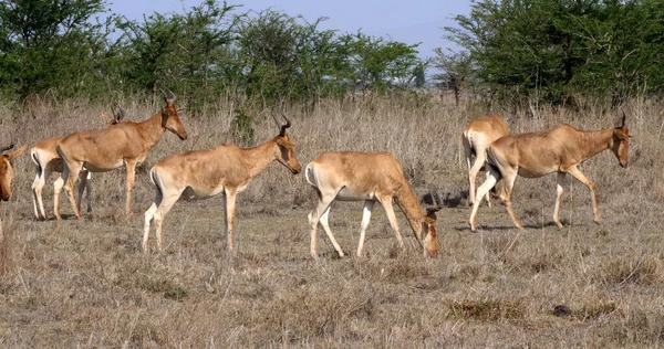 Hartebeest Alcelaphus Buselaphus Rebaño Pie Savanna Masai Mara Park Kenia —  Fotos de Stock