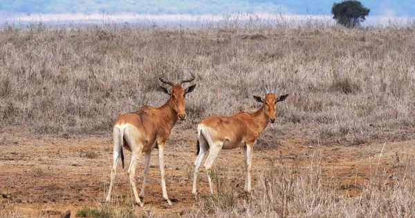 Hartebeest Alcelaphus Buselaphus Stádo Stojící Savanně Park Masai Mara Keňa — Stock fotografie