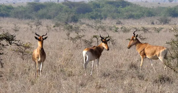 Hartebeest Alcelaphus Buselaphus Herd Staand Savanna Masai Mara Park Kenia — Stockfoto