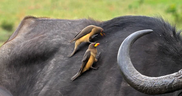 Afrika Bizonu, syncerus caffer, Sarı gagalı Yetişkin, Buphagus africanus, Kenya 'daki Masai Mara Park