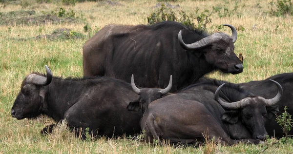 Afrika Bizonu Syncerus Caffer Grup Dinlenme Masai Mara Park Kenya — Stok fotoğraf