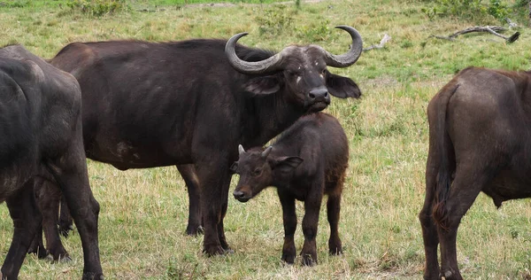 African Buffalo Syncerus Caffer Mother Calf Masai Mara Park Kenya — 图库照片
