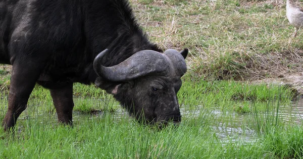 African Buffalo, syncerus caffer, Adult feeding in Swamp, Masai Mara Park in Kenya