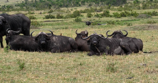 Buffalo Afrique Syncerus Caffer Repos Groupe Masai Mara Park Kenya — Photo