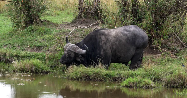 Buffalo Afrique Syncerus Caffer Alimentation Des Adultes Dans Les Marais — Photo