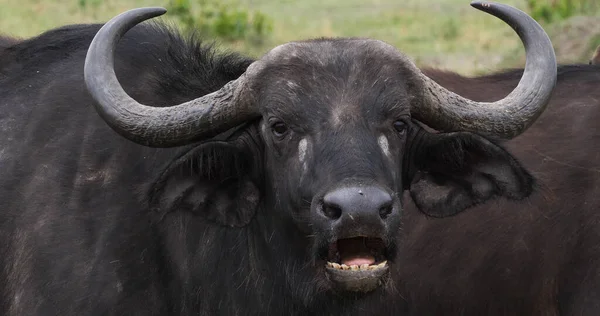 Buffalo Afrique Syncerus Caffer Adulte Qui Rumine Masai Mara Park — Photo