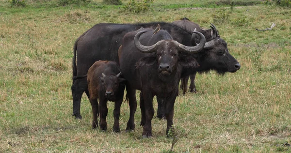 Afrika Bizonu, syncerus caffer, Anne ve Dana, Kenya 'daki Masai Mara Parkı