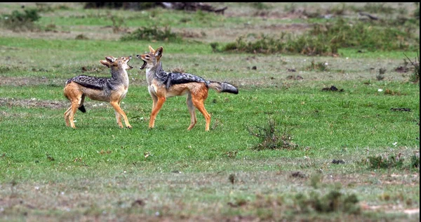 Black Backked Jackal Canis Mesomelas Trail Duran Yetişkin Kenya Daki — Stok fotoğraf