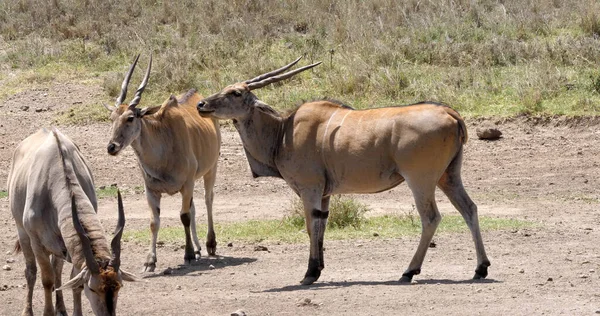 Cape Eland Taurotragus Oryx Nairobi Park Quênia Masai Mara Park — Fotografia de Stock