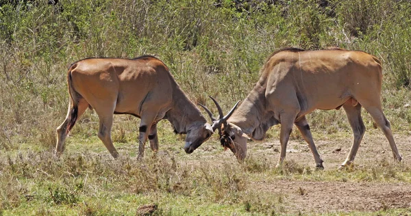 Capo Eland Taurotragus Oryx Masai Mara Park Kenya Masai Mara — Foto Stock