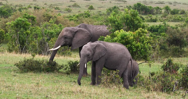 Elefante Africano Loxodonta Africana Grupo Bush Parque Masai Mara Quênia — Fotografia de Stock