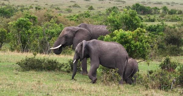 Afrikanischer Elefant Loxodonta Africana Gruppe Busch Masai Mara Park Kenia — Stockfoto