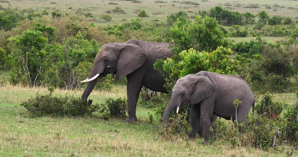 Африканский Слон Loxodonta Affaba Группа Парке Буша Масаи Мара Кении — стоковое фото