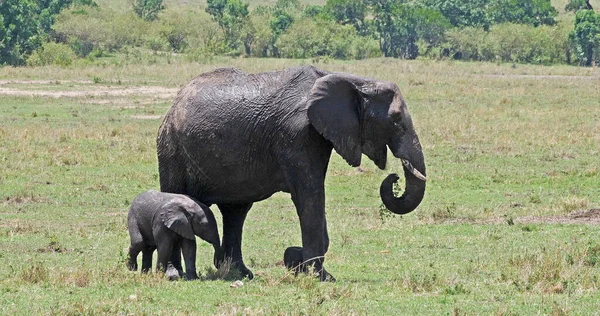 Африканський Слон Loxodonta Africana Мати Теля Masai Mara Park Кенії — стокове фото