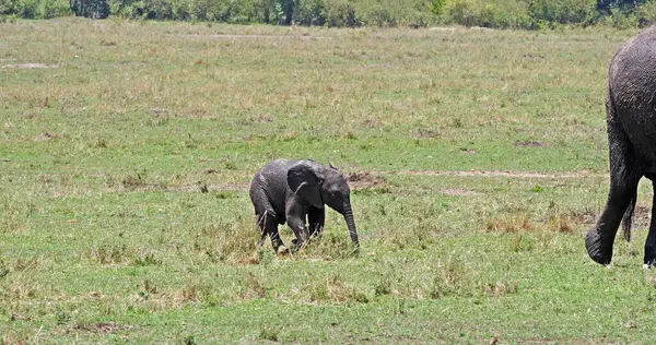 Африканский Слон Loxodonta Africana Мать Теленок Масаи Мара Парк Кении — стоковое фото
