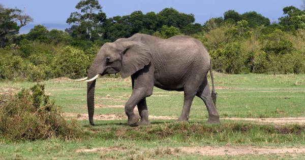 Elefante Africano Loxodonta Africana Adulto Bush Parque Masai Mara Quênia — Fotografia de Stock
