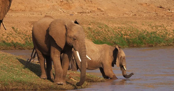 Elefante Africano Loxodonta Africana Gruppo Attraversamento Fiume Parco Samburu Kenya — Foto Stock