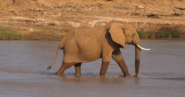 Elefante Africano Loxodonta Africana Acqua Potabile Adulti Fiume Samburu Park — Foto Stock