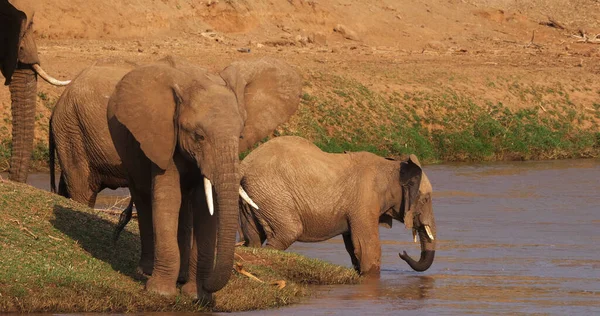 Elefante Africano Loxodonta Africana Gruppo Attraversamento Fiume Parco Samburu Kenya — Foto Stock