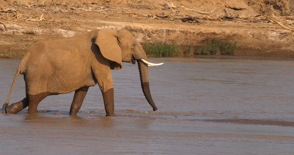 Elefante Africano Loxodonta Africana Acqua Potabile Adulti Fiume Samburu Park — Foto Stock