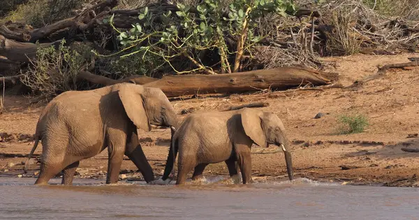 Eléphant Afrique Loxodonta Africana Traversant Rivière Samburu Park Kenya — Photo