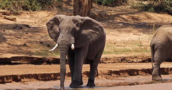 Elefante Africano Loxodonta Africana Attraversamento Del Fiume Parco Samburu Kenya — Foto Stock