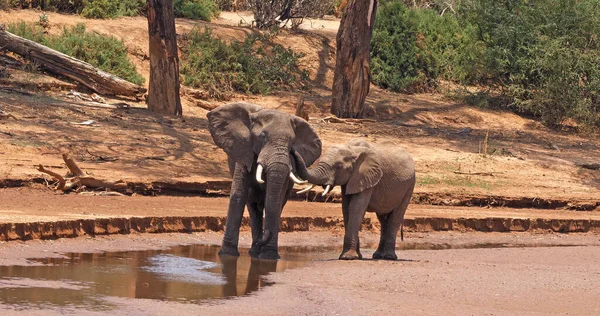 Elefante Africano Loxodonta Africana Attraversamento Del Fiume Parco Samburu Kenya — Foto Stock