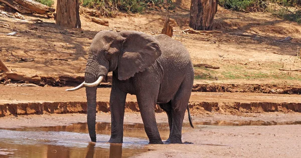 Elefante Africano Loxodonta Africana Bevande Adulti Fiume Samburu Park Kenya — Foto Stock