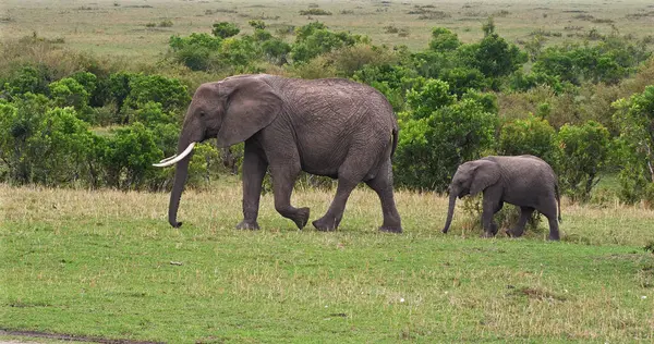 Słoń Afrykański Loxodonta Africana Matka Cielę Park Masai Mara Kenii — Zdjęcie stockowe
